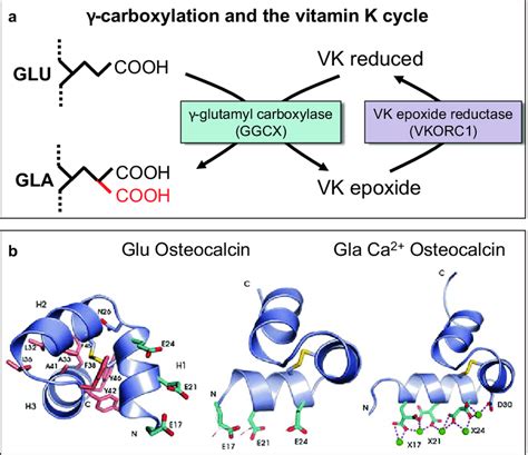 Undercarboxylated osteocalcin (Glu